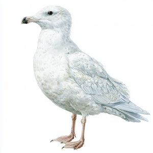 Iceland Gull