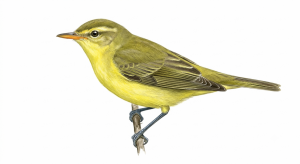 Icterine Warbler
