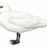 Ivory Gull