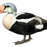 King Eider