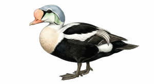 King Eider
