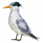 Lesser Crested Tern