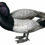 Lesser Scaup