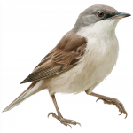 Lesser Whitethroat