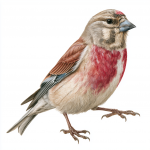 Linnet