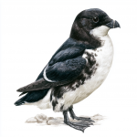 Little Auk