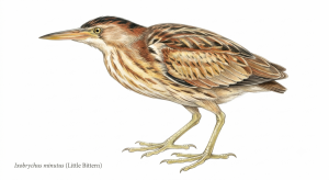 Little Bittern