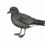 Madeiran Petrel