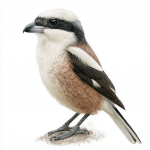 Masked Shrike