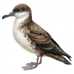 Mediterranean Shearwater