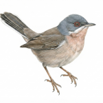 Moltoni's Warbler