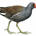 Moorhen