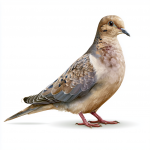 Mourning Dove