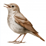 Nightingale
