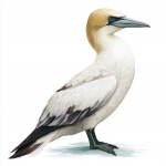 Northern Gannet