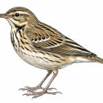 Pechora Pipit