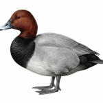 Pochard