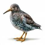 Purple Sandpiper