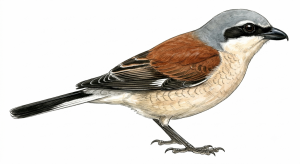 Red-backed Shrike