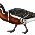 Red-breasted Goose