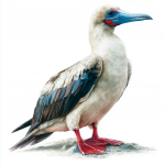 Red-footed Booby