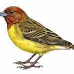 Red-headed Bunting