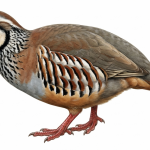Red-legged Partridge