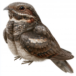 Red-necked Nightjar