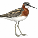 Red-necked Phalarope