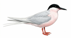 Roseate Tern
