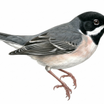 Ruppell's Warbler