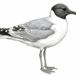 Sabine's Gull