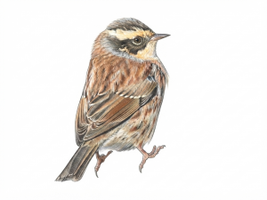 Siberian Accentor
