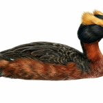 Slavonian Grebe