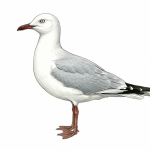 Slender-billed Gull