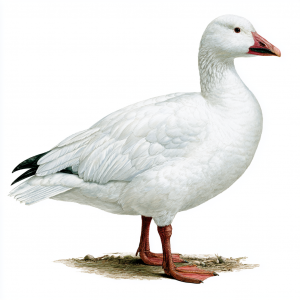 Snow Goose