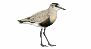 Sociable Lapwing