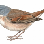 Spectacled Warbler