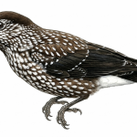 Spotted Nutcracker