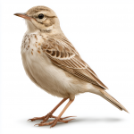 Tawny Pipit