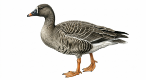 Tundra Bean Goose