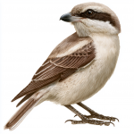 Turkestan Shrike