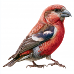Two-barred Crossbill