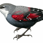 Wallcreeper