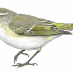 Western Bonelli's Warbler