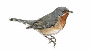 Western Subalpine Warbler
