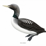 White-billed Diver