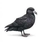 White-chinned Petrel
