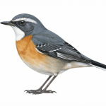 White-throated Robin