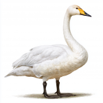 Whooper Swan